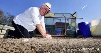 De moestuin wordt steeds populairder: 'Hoe minder ik naar de winkel hoef in deze dure tijden, hoe beter' - BN DeStem