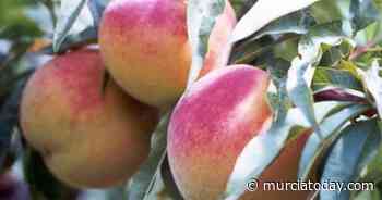Murcia Fruit Becomes Latest Casualty Of Price Hikes And Transport Strikes - Murcia Today