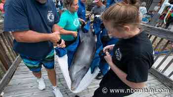 Rehabilitated Dolphin Arrives at Florida Keys Facility