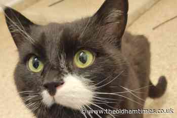 RSCPA Oldham launches appeal to rehome Crumble the cat - The Oldham Times