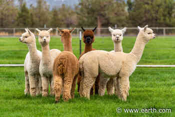 Alpaca nanobodies can neutralize coronavirus variants • Earth.com - Earth.com