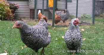 Ottawa provides 3.5 million dollars to support turkey and chicken producers - 620 CKRM.com