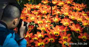 Bloemenmarkt krijgt z'n plekje op Grote Markt tijdens Lenteshopping - Het Laatste Nieuws