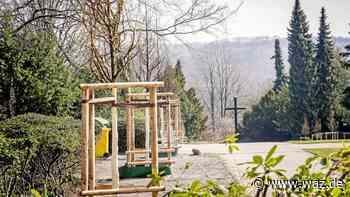 Essen: 24 Urweltmammutbäume säumen Allee auf Bergfriedhof - WAZ News