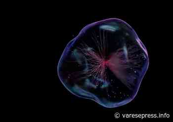 Gallarate (Va). Convegno sulla SM - varesepress.info