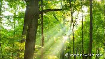 Forces of Nature: These Top Innovative Groups Are Helping Save India's Forest Lands - News18