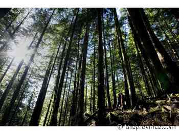 Environmental group gives guarded support for company's B.C. old-growth forest plan - The Province
