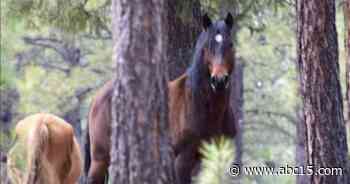 Forest Service to remove hundreds of feral horses in Alpine - ABC15 Arizona in Phoenix