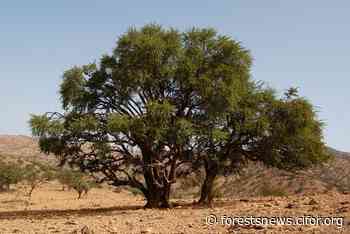 Discovering the forest wonders of Africa – and the threats they face - CIFOR Forests News - Forests News, Center for International Forestry Research