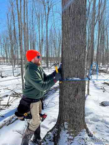Tap Into Maple at the Oschmann Forest Conservation Area - The Seeker Newsmagazine Cornwall - The Seeker