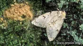 B.C. Forest Ministry puts spongy moths in the crosshairs - Powell River Peak