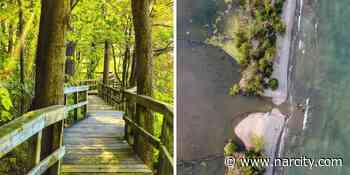 This Winding Boardwalk Trail Near Toronto Leads Through A Forest To A Rare Cobble Beach - Narcity Canada