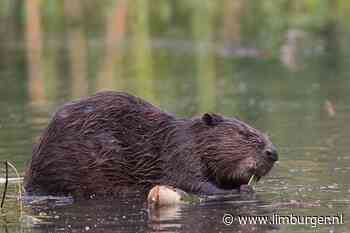 'Overlast van de bever in Limburg loopt spuigaten uit', bestuurder van het waterschap pleit voor afschot - De Limburger