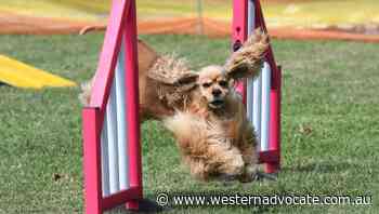 Agility trial attracts entries from across the state - Western Advocate