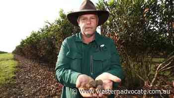 Macadamias bouncing back in flood hit NSW - Western Advocate
