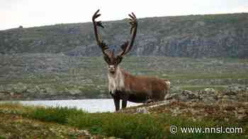 Department of ENR investigating two more alleged incidents of illegal Bathurst caribou harvesting - NNSL Media