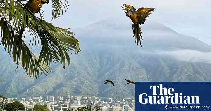 ‘Seconds later, the macaws were gone’: Isabela Eseverri’s best phone picture