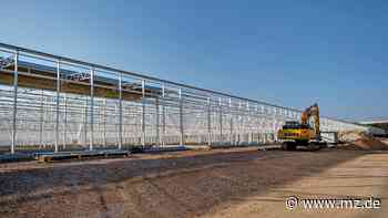 Erdbeere als Hauptprodukt bei Wittenberg Gemüse - Mitteldeutsche Zeitung