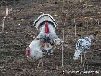 Zwei Herren und ihre sechs Damen ! - Lutherstadt Wittenberg - myheimat.de