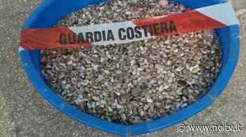 Fermo pesca delle arselle ad aprile anche per i dilettanti - NoiTV - La vostra televisione