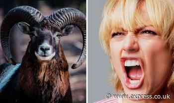 'Impulsive' Aries will do 'everything in their power' to get what they want - Express