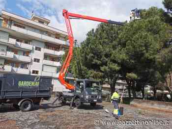 Giarre, emergenza processionaria al via le bonifiche nelle aree a verde - Gazzettinonline