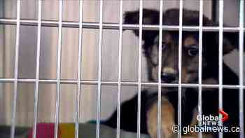 Calgary animal rescues seeing surge in dog surrenders - Global News
