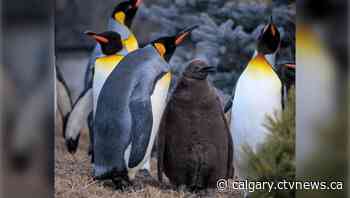 Calgary Zoo names king penguin chick Rupert 4 months after birth | CTV News - CTV News Calgary