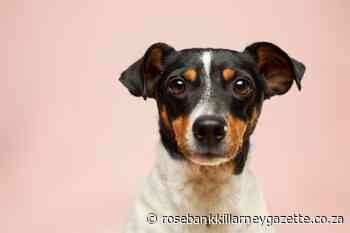 Why does my dog chase his tail? - Rosebank Killarney Gazette