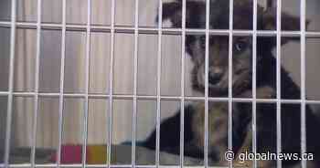 Calgary animal rescues seeing surge in number of surrendered dogs