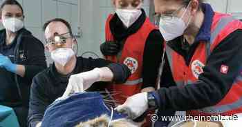 Kommt ein Tiger zum Zahnarzt - Wildtierstation Massweiler - Rheinpfalz.de