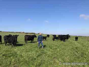 Beef Focus: Breeding Angus bulls in dairy cow country - Agriland