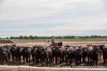 Annual Certified Angus Beef premiums reach record $182M - The Fence Post