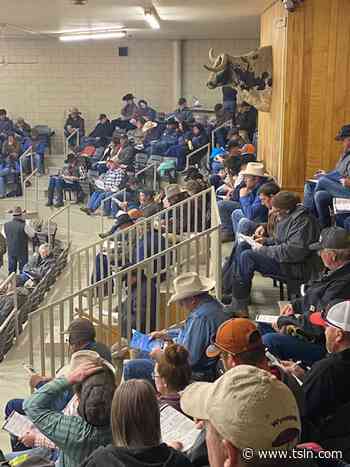 Lucky 7 Angus Cowboy Bulls!!! Annual Production Sale - Tri-State Livestock News