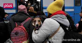 Heppenheim: Wer kann Wohnraum anbieten? - Echo Online