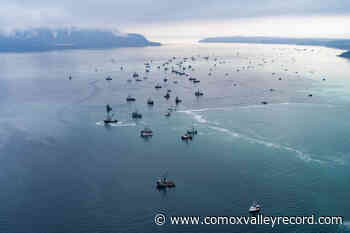 Soundings show low herring numbers in Strait of Georgia – Comox Valley Record - Comox Valley Record