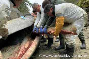 Rare fin whale found dead on remote beach in British Columbia - Comox Valley Record