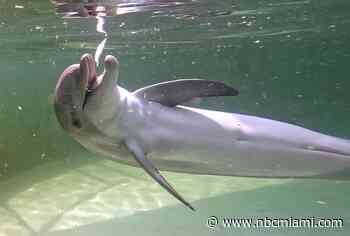 Rehabilitated Dolphin Calf Arrives at Florida Keys Facility