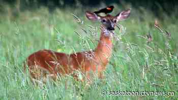 Sask. hunting, angling licenses to increase in April