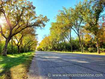 Elm tree pruning ban takes effect next Friday - WestCentralOnline.com