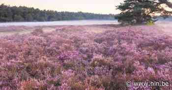WOI-wandeling in de Mechelse Heide - Het Laatste Nieuws