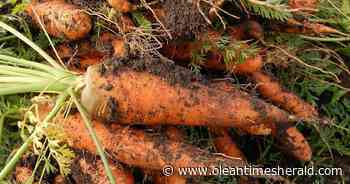 The Upland Gardener: To lime or not and talking carrots - Olean Times Herald