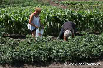 Gardener's Notebook: Think herbs for container gardens - SaskToday.ca
