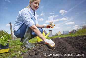 Scottish Gardener: Beware the pitfalls of sowing hardy annuals - HeraldScotland