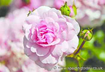 Pruning back your roses - Spalding Today