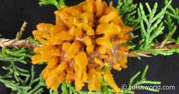 Master Gardener: Identify odd orange growths on your tree - Tulsa World