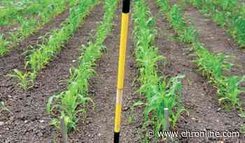 'Gardening for Everyone': Learn to Garden Like a Master Gardener at Annual Series of Classes: No Charge: Free Classes Are Open to Gardeners of Any Experience Level - Centralia Chronicle