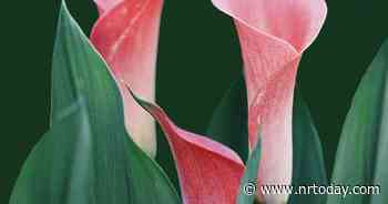 Ask a Master Gardener: Calla lilies vs. canna lilies - NRToday.com