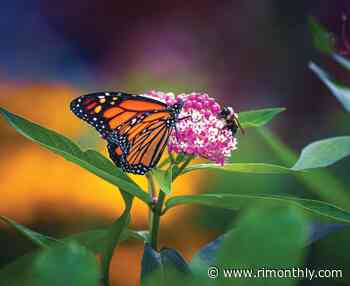 A Look at a Master Gardener's Safe Haven for Endangered Monarch Butterflies - Rhode Island Monthly