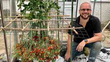 A British gardener smashed his own record growing the most tomatoes on a single stem - CBC.ca